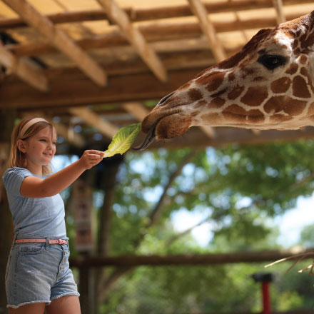 Brevard Zoo, girl feeding leaf to a giraffe.